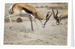 Sparring Impala, Nxai Pan National Park, Botswana by Anonymous