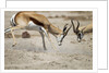 Sparring Impala, Nxai Pan National Park, Botswana by Anonymous