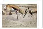 Sparring Impala, Nxai Pan National Park, Botswana by Anonymous