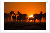 Plains Zebra, Makgadikgadi Pans National Park, Botswana by Anonymous