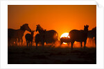 Plains Zebra, Makgadikgadi Pans National Park, Botswana by Anonymous