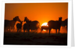 Plains Zebra, Makgadikgadi Pans National Park, Botswana by Anonymous