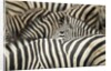 Plains Zebra, Chobe National Park, Botswana by Anonymous
