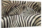 Plains Zebra, Chobe National Park, Botswana by Anonymous