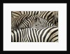 Plains Zebra, Chobe National Park, Botswana by Anonymous