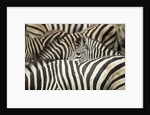 Plains Zebra, Chobe National Park, Botswana by Anonymous