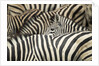 Plains Zebra, Chobe National Park, Botswana by Anonymous