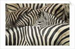 Plains Zebra, Chobe National Park, Botswana by Anonymous