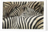 Plains Zebra, Chobe National Park, Botswana by Anonymous