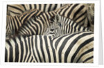 Plains Zebra, Chobe National Park, Botswana by Anonymous