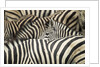 Plains Zebra, Chobe National Park, Botswana by Anonymous
