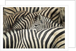 Plains Zebra, Chobe National Park, Botswana by Anonymous