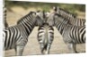 Plains Zebra, Chobe National Park, Botswana by Anonymous