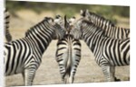 Plains Zebra, Chobe National Park, Botswana by Anonymous