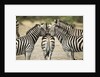 Plains Zebra, Chobe National Park, Botswana by Anonymous