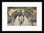 Plains Zebra, Chobe National Park, Botswana by Anonymous