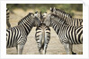 Plains Zebra, Chobe National Park, Botswana by Anonymous