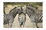 Plains Zebra, Chobe National Park, Botswana by Anonymous