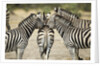 Plains Zebra, Chobe National Park, Botswana by Anonymous