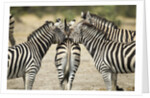 Plains Zebra, Chobe National Park, Botswana by Anonymous