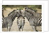 Plains Zebra, Chobe National Park, Botswana by Anonymous