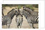 Plains Zebra, Chobe National Park, Botswana by Anonymous