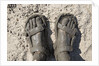 Mud-covered Feet, Chobe National Park, Botswana by Anonymous