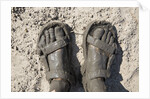 Mud-covered Feet, Chobe National Park, Botswana by Anonymous