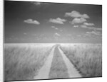 Makgadikgadi Pans National Park, Botswana by Anonymous