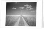 Makgadikgadi Pans National Park, Botswana by Anonymous
