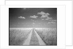 Makgadikgadi Pans National Park, Botswana by Anonymous