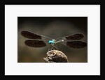 Dragonfly, Isalo National Park, Madagascar by Anonymous