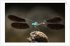 Dragonfly, Isalo National Park, Madagascar by Anonymous