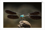 Dragonfly, Isalo National Park, Madagascar by Anonymous