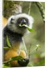 Diademed Sifaka, Andasibe-Mantadia National Park, Madagascar by Anonymous