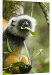 Diademed Sifaka, Andasibe-Mantadia National Park, Madagascar by Anonymous