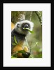 Diademed Sifaka, Andasibe-Mantadia National Park, Madagascar by Anonymous