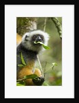 Diademed Sifaka, Andasibe-Mantadia National Park, Madagascar by Anonymous