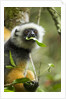 Diademed Sifaka, Andasibe-Mantadia National Park, Madagascar by Anonymous