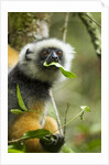 Diademed Sifaka, Andasibe-Mantadia National Park, Madagascar by Anonymous