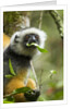 Diademed Sifaka, Andasibe-Mantadia National Park, Madagascar by Anonymous