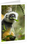 Diademed Sifaka, Andasibe-Mantadia National Park, Madagascar by Anonymous