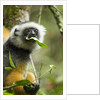 Diademed Sifaka, Andasibe-Mantadia National Park, Madagascar by Anonymous