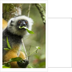 Diademed Sifaka, Andasibe-Mantadia National Park, Madagascar by Anonymous