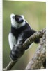 Black and White Ruffed Lemur, Madagascar by Anonymous