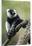 Black and White Ruffed Lemur, Madagascar by Anonymous