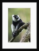 Black and White Ruffed Lemur, Madagascar by Anonymous