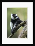 Black and White Ruffed Lemur, Madagascar by Anonymous