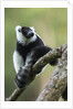 Black and White Ruffed Lemur, Madagascar by Anonymous