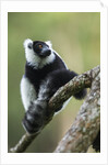 Black and White Ruffed Lemur, Madagascar by Anonymous
